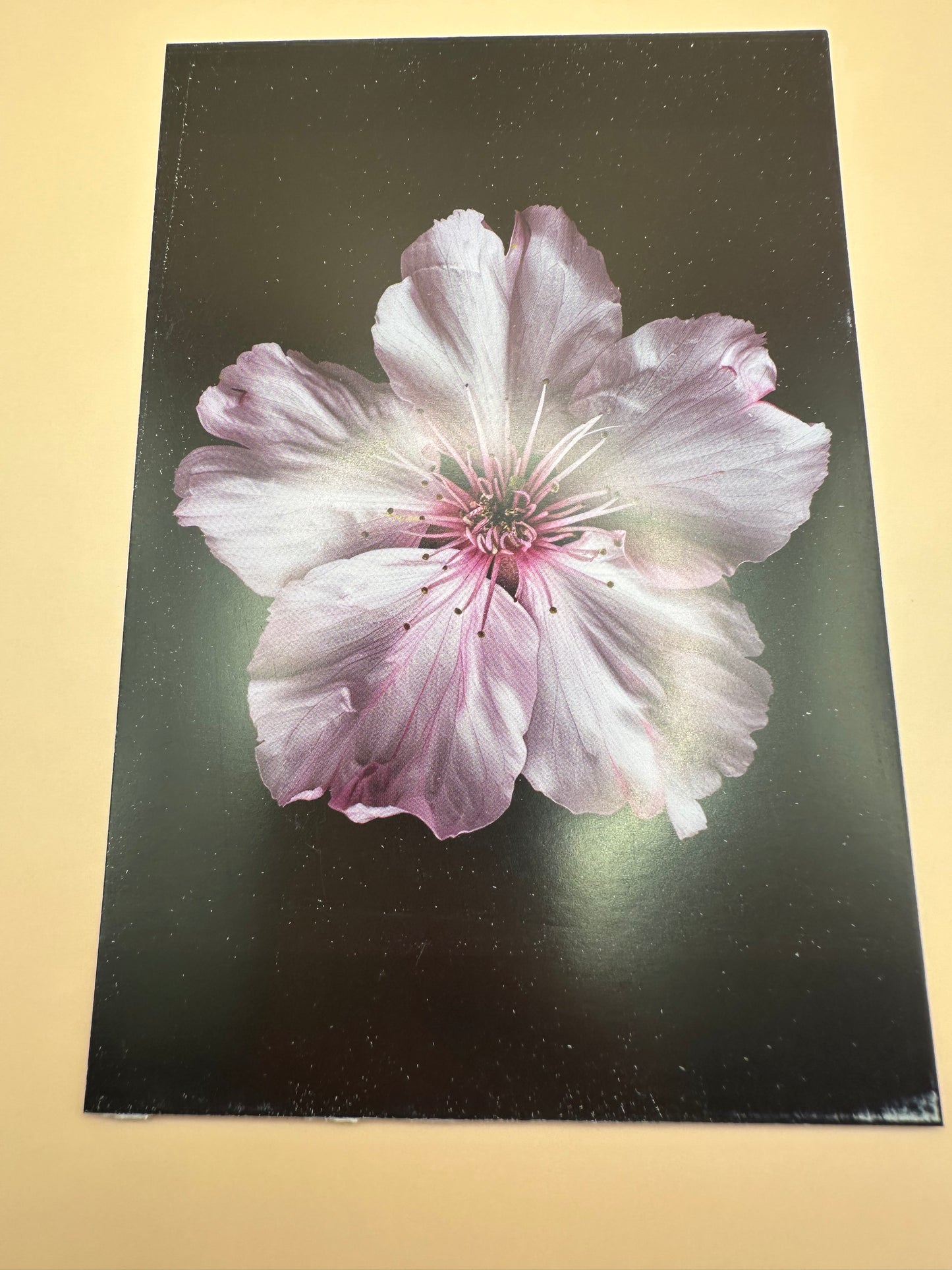 Flower déco carte mur