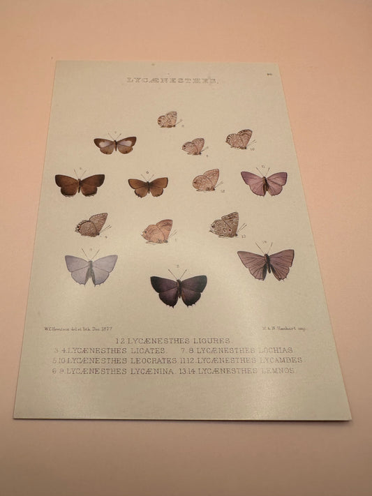 Papillons carte déco mur