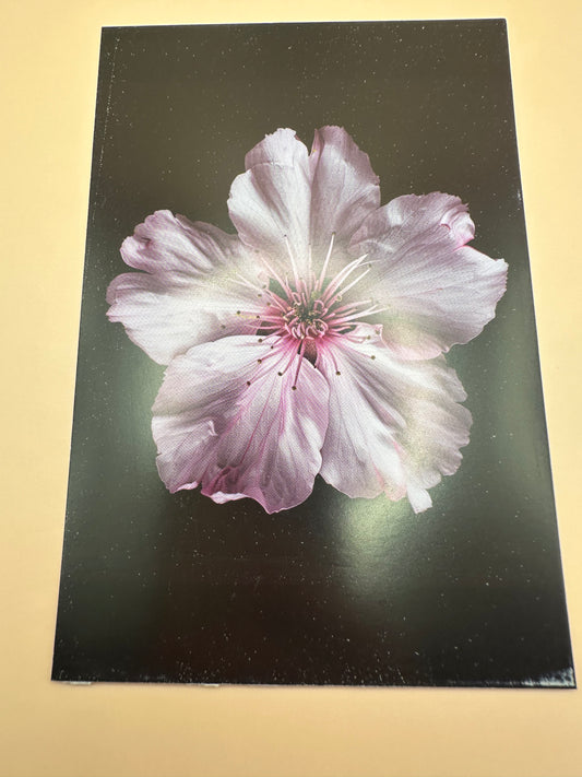 Flower déco carte mur